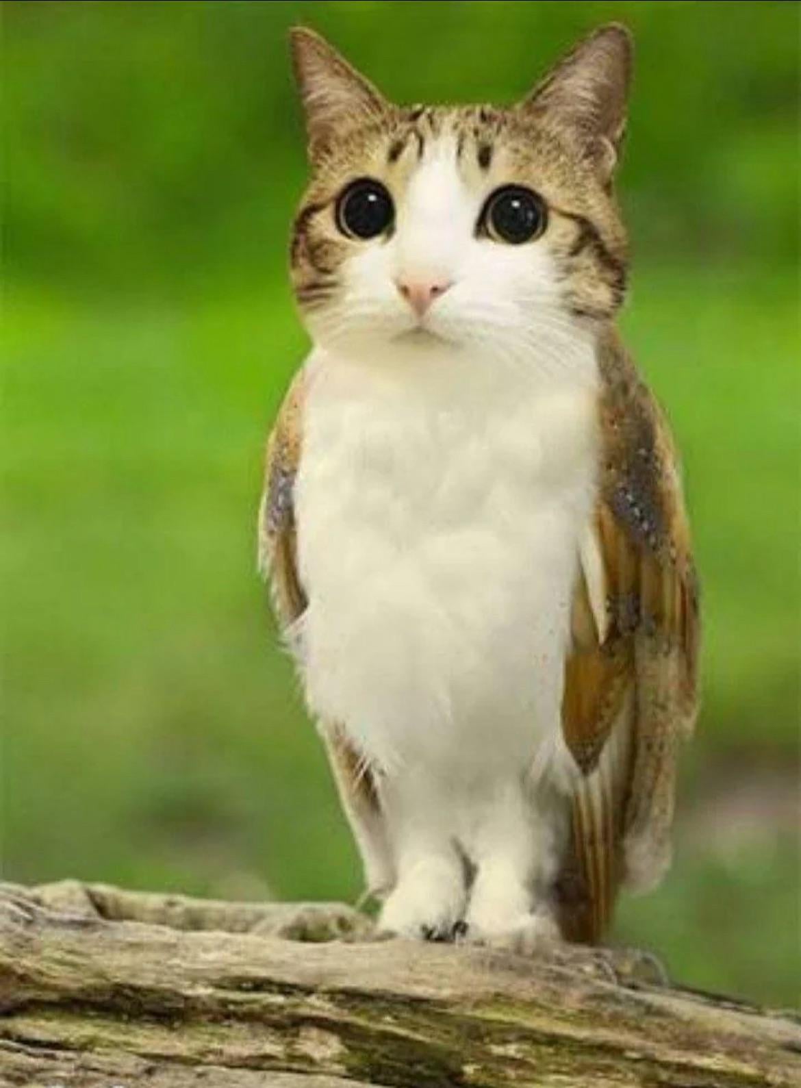 meowl